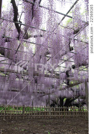 紫藤神社的紫藤花 22569165