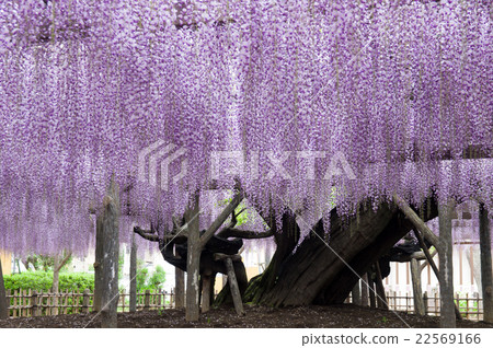 紫藤神社的紫藤花 22569166