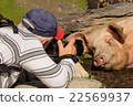 Photographer picturing pig sleeping in the dirt 22569937