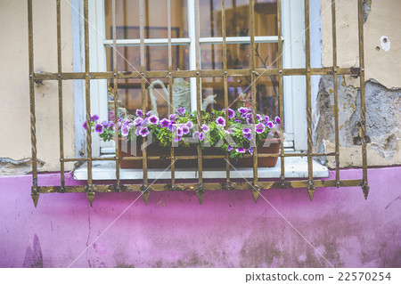 Flowers in Vilnius city in old town Lithuania. 22570254