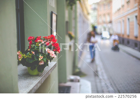 Flowers in Vilnius city in old town Lithuania. Flowers in Vilnius city in old town Lithuania. 22570256