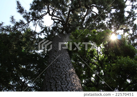 Pine tree looking up 22570451