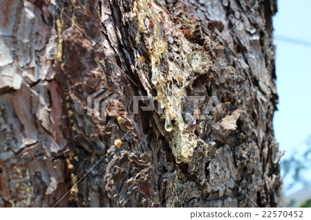Pine sap 22570452