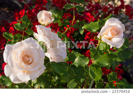 盛開的玫瑰花 22570458