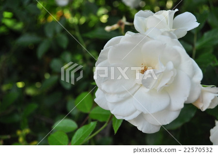 White Rose White Rose 22570532