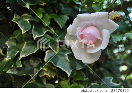 Light pink roses 22570533