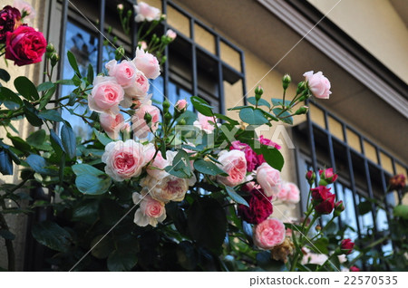 Roses blooming on the window side Roses blooming on the window side 22570535