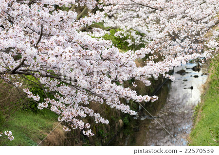 高田Senbonzakura 高田Senbonzakura 22570539