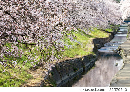 高田Senbonzakura 高田Senbonzakura 22570540