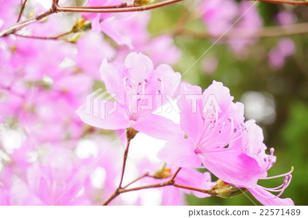 Mitsuba杜鵑花 22571489