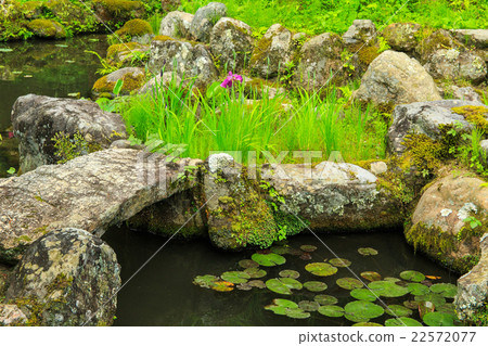 Hasegaji of fresh green 22572077