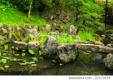 Hasegaji of fresh green 22572078