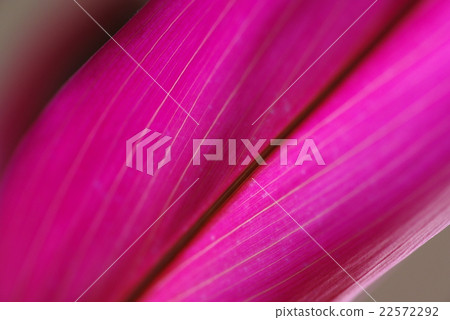 Red violet vein foliage plant Red violet vein foliage plant 22572292
