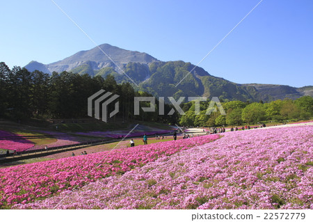 Early morning at Hitsujiyama Park's Moss Phlox Hill and Mount Buko (Chichibu City, Saitama Prefecture) Early morning at Hitsujiyama Park's Moss Phlox Hill and Mount Buko (Chichibu City, Saitama Prefecture) 22572779