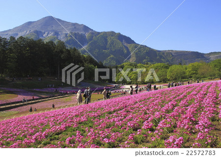 清晨的羊山公園福祿考山和武甲山（埼玉縣秩父市） 22572783