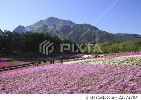 清晨的羊山公園福祿考山和武甲山(埼玉縣秩父市) 清晨的羊山公園福祿考山和武甲山(埼玉縣秩父市) 22572784