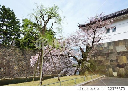 東京觀光景點櫻花點·櫻花盛開的故宮櫻花門·水平位置 22572873