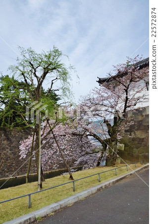 東京觀光景點櫻花點·櫻花盛開的故宮櫻花門·垂直位置 22572874