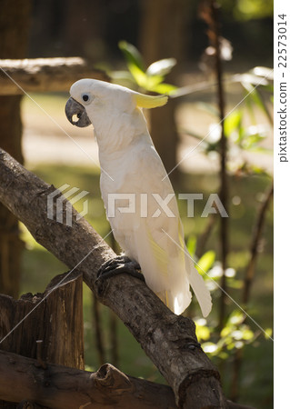 White Cockatoo White Cockatoo 22573014