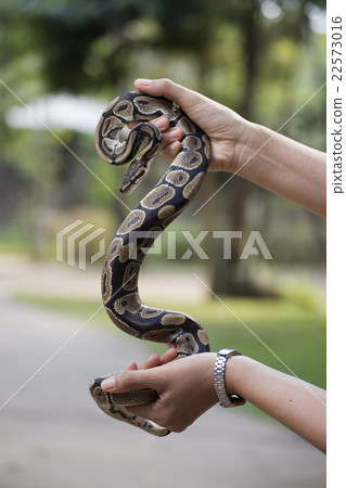 A poisonous snake in the hands 22573016