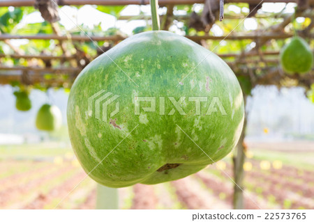 Giant raw squash in plantation 22573765