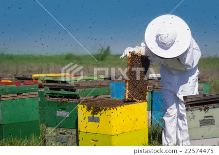 beekeeper checking checking the honey combs 22574475