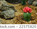 仙人掌 22575820