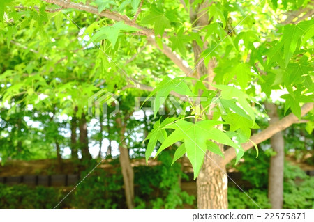 New green image New green image 22575871