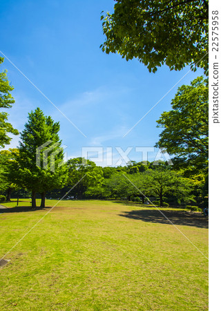 Fresh green Kitanomaru Park 22575958