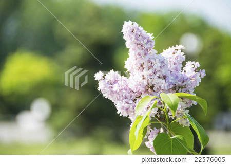 Lilac 22576005