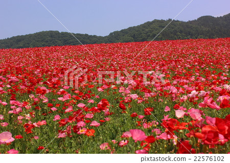 Red Shirley Poppies and Blue Skies (Poppies in Heaven) 22576102