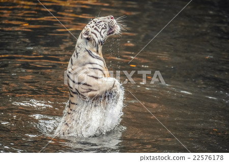 White Tiger White Tiger 22576178