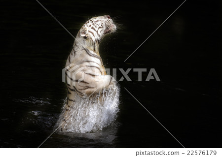 White Tiger 22576179