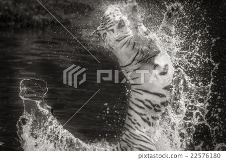 White Tiger 22576180