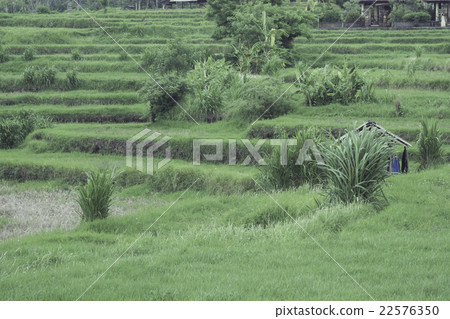 Bali Nature 22576350