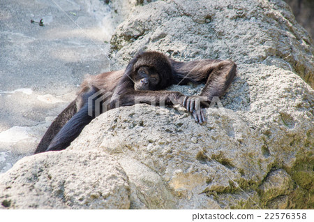 線船公園|蜘蛛猴 22576358