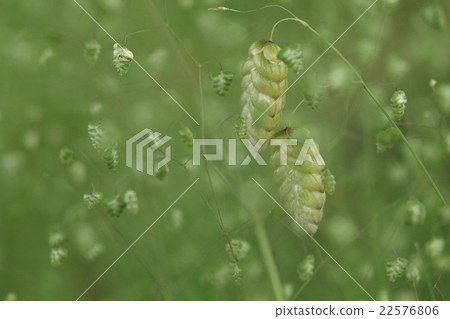 Natural plants Hokkaido and Kobansou, the same group but the size and shape are quite different 22576806