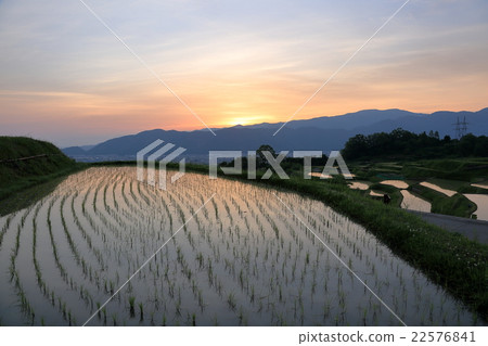 稻田的稻田在早晨煥發 稻田的稻田在早晨煥發 22576841