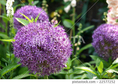 蔥屬的花園 22577252