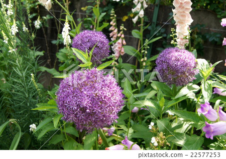 蔥屬的花園 蔥屬的花園 22577253