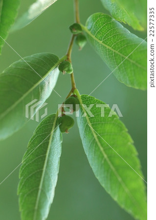 In the natural plant zelkova, in the middle of May, flowers were over and blue fruits were attached ① In the natural plant zelkova, in the middle of May, flowers were over and blue fruits were attached ① 22577335