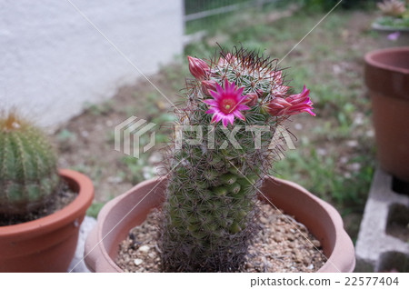 Cactus flower Cactus flower 22577404