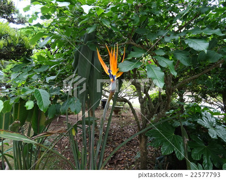 Strelitia (paradise bouquet) 22577793