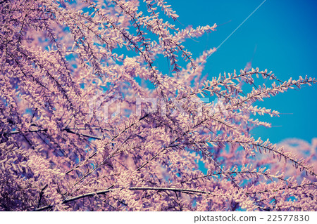 Blossoming Tamaricaceae branches Blossoming Tamaricaceae branches 22577830
