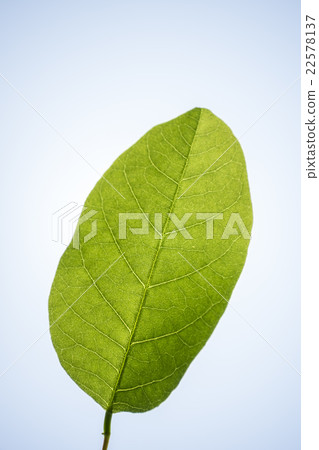 One young leave of Deigo 22578137