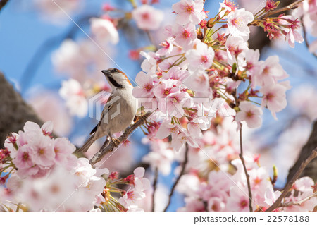 Male of New Years 22578188