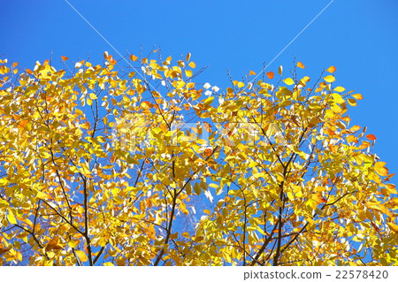Blue sky and autumn leaves 22578420