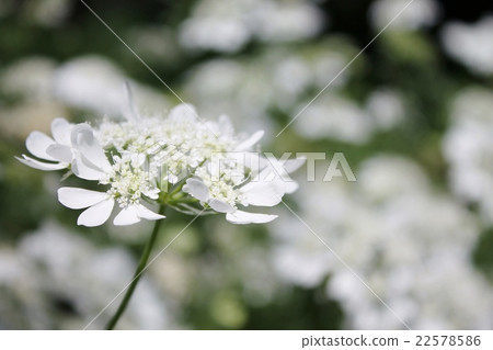Orlea · Grandy Flora 22578586