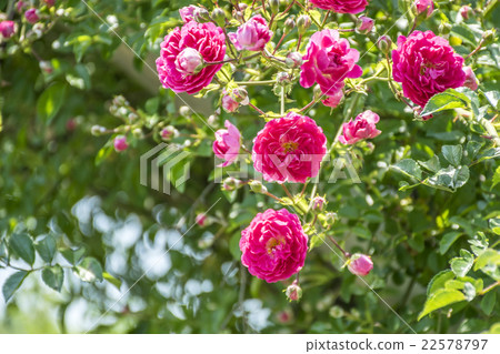 玫瑰色迷你巴拉 玫瑰色迷你巴拉 22578797