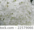 White hydrangea 22579066